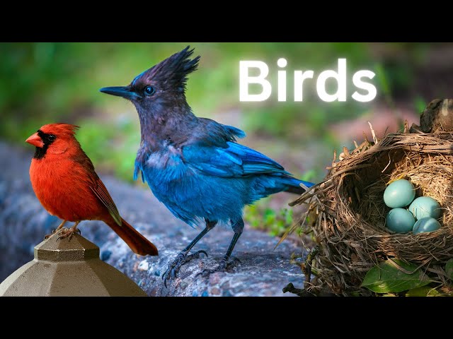 Interesting Birds | How Birds Feed | Bird Lovers class=