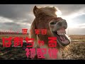 新人男性vtuber初自宅PC配信でふうう🐴
