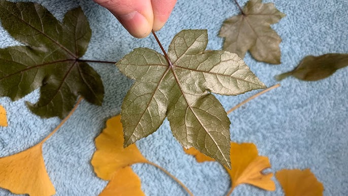 Susan Marie : Preserving & Framing Autumn Leaf Tutorial