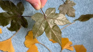 Results! How to Preserve Leaves with Glycerine… (First try!)