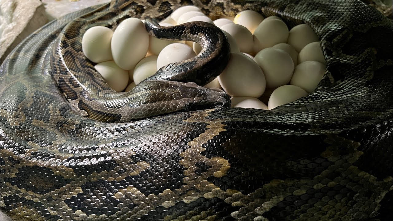 巳波ちゃんのラストワン産卵を見守るだけ配信 - YouTube