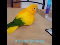 idc