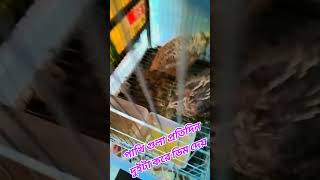 হইতো যদি আপন পাখি।💔🥀 #ফরইউতে_দেখতে_চাই #viralchallenge #trendingsong #foryou @EMON KHAN