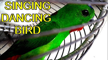 BLUE CROWNED HANGING PARROT - Singing & Dancing Bird -