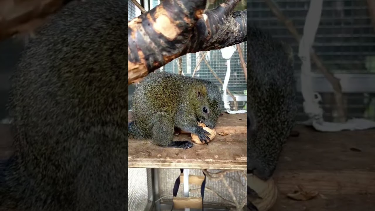 squirrel cracks a walnut