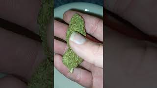 Sour Suver Haze, Jaxon Wellness (is it good?)