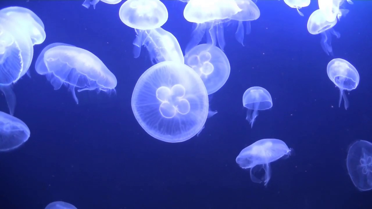 ミズクラゲ みずくら あつまれ おさかなの海 イラストで学ぶ おさかな水族館