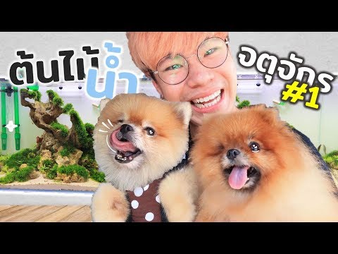 ไม่รู้อะไรเลย!? แต่อยากปลูกต้นไม้น้ำ จตุจักรโซนสัตว์ EP.1/2