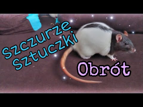 Wideo: Jak Wstrzyknąć Szczurowi