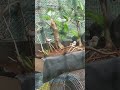 #birdsounds #birds