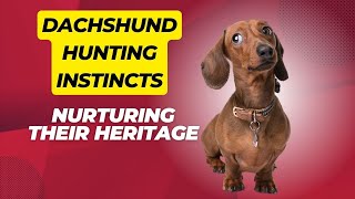 Dachshund Hunting Instincts: Nurturing their Heritage