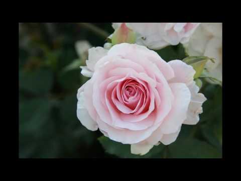 Video: Flower Splendor