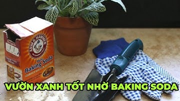 5 mẹo nhỏ với baking soda giúp khu vườn của bạn luôn xanh tốt - Kênh Hướng Dẫn