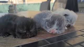 Day 13, Kittens A,B & C. 04.14.2024. by Tomsel Travels 35 views 1 month ago 1 minute, 3 seconds