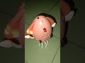Magic dancing squid toy
