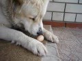 Как собака ест яйцо (The dog eat egg)
