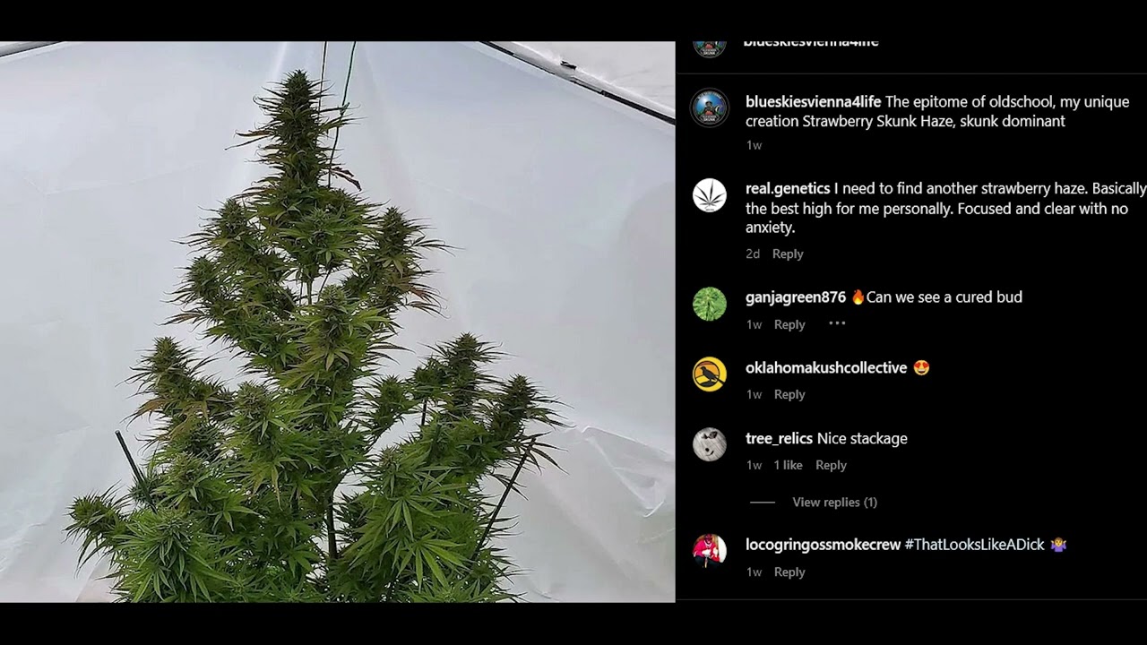 EXOTIC vs SKUNK With TopBoy, BSV on CREATION of Terp Town Ticket and PHENOHUNTERS pack