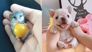 😍 Cutest Cats Dogs Videos Compilation Cute Moment of the Animals - Cutest Animals by CuteAnimalShare 4,975 views 5 years ago 12 minutes, 52 seconds