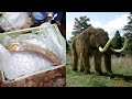 Woolly Mammoth Tusk Found in 'Once in a Lifetime' Discovery