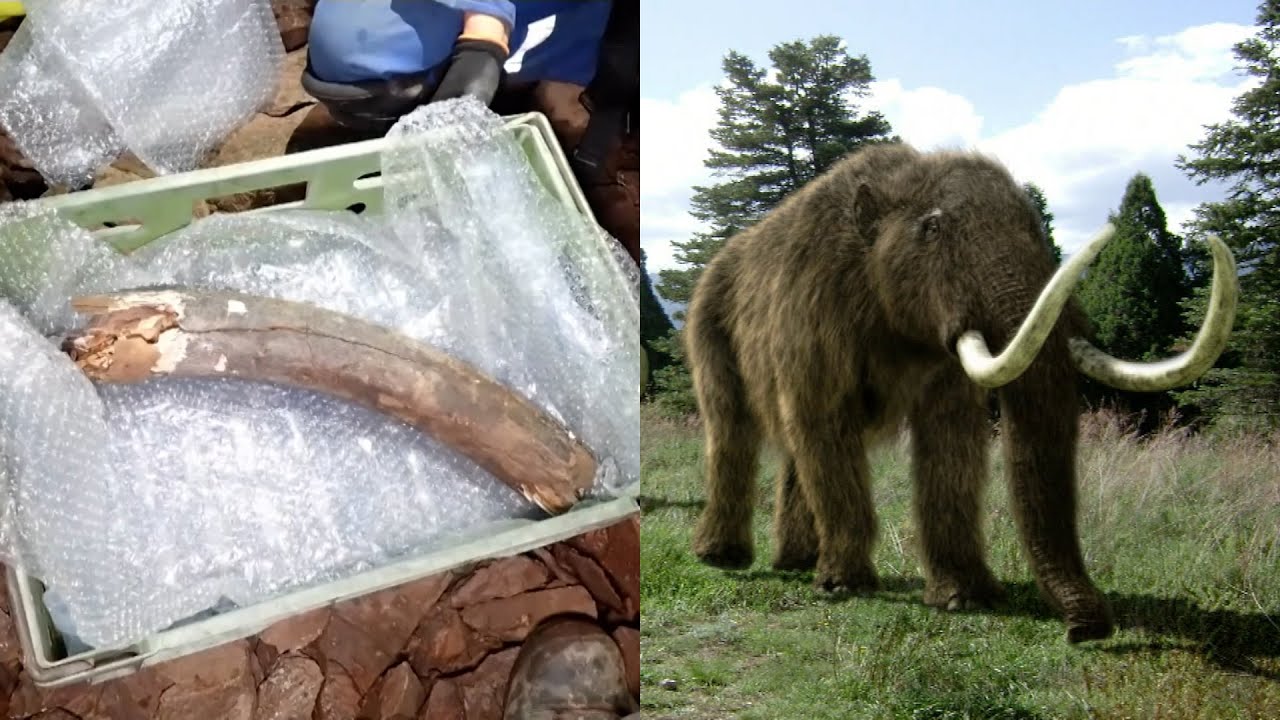 Woolly Mammoth Tusk Found in 'Once in a Lifetime' Discovery YouTube