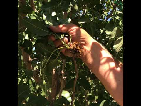 Video: Polinasyon ng Puno ng Grapefruit - Mga Tip sa Manu-manong Pag-pollinate sa Mga Puno ng Grapefruit