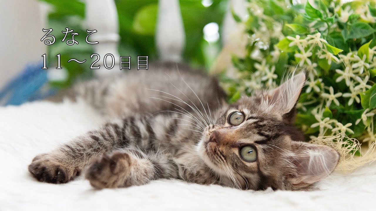 【猫】山で拾った猫　るなこ成長記録11～20日目まで