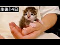 つかまり立ちをする生後１４日目の赤ちゃん子猫。【保護猫】