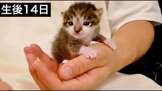 つかまり立ちをする生後日目の赤ちゃん子猫。【保護猫】