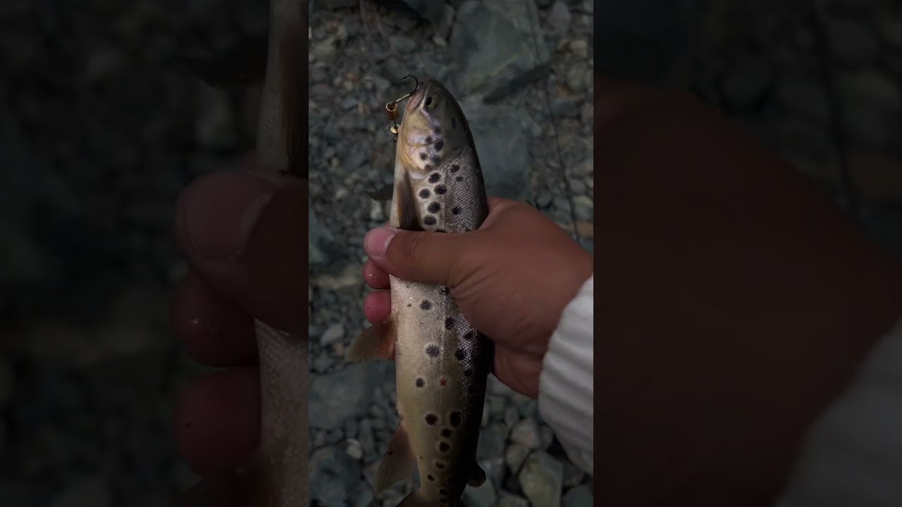 Севанская форель , красивая очень 