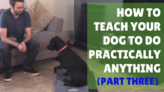 Dog Training 101 Ep. 3: Shaping by 3 Lost Dogs 12,939 views 5 years ago 12 minutes, 33 seconds