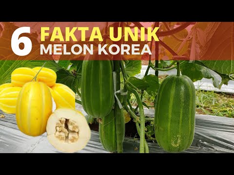 Video: Fakta Menarik Melon