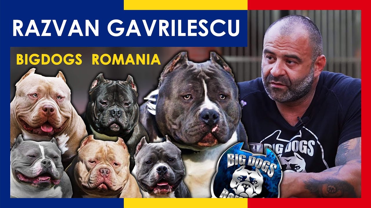 can a american pit bull terrier live in romania