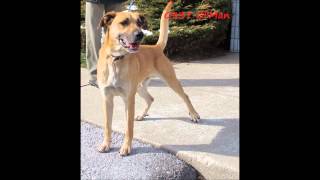 Animals of the Raleigh County Humane Society Beckley WV