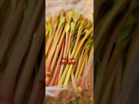 قات ارحبي من وكالة نادر باشا