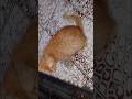 Oyen mau makan #kucing #kucingoyen #kucinglucu