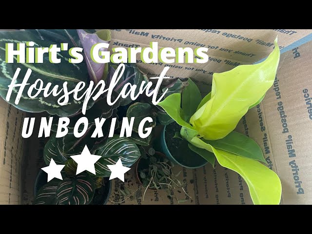 Hirts Gardens HOUSEPLANT unboxing!!