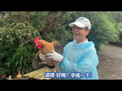 與雞對話 播放地藏聖號