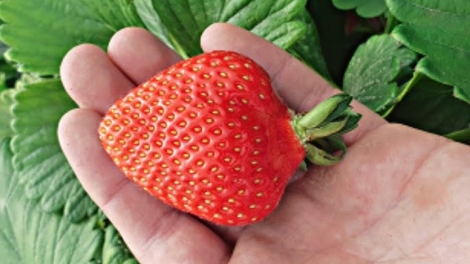 Elena Berkova bilan porno videolarni onlayn tomosha qiling Yalangoch porno yulduzlar porno