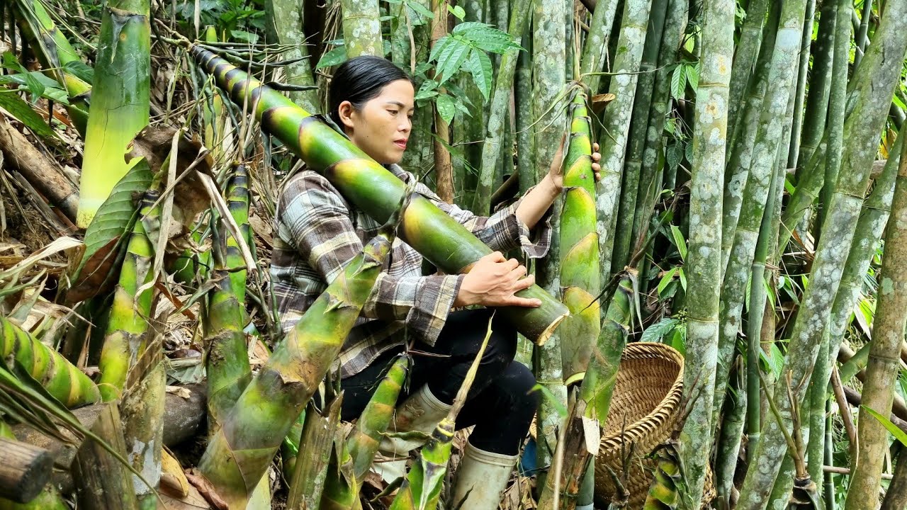 harvested, giant bamboo shoots brought to the market to sell_ save