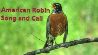 American Robin Song and Call