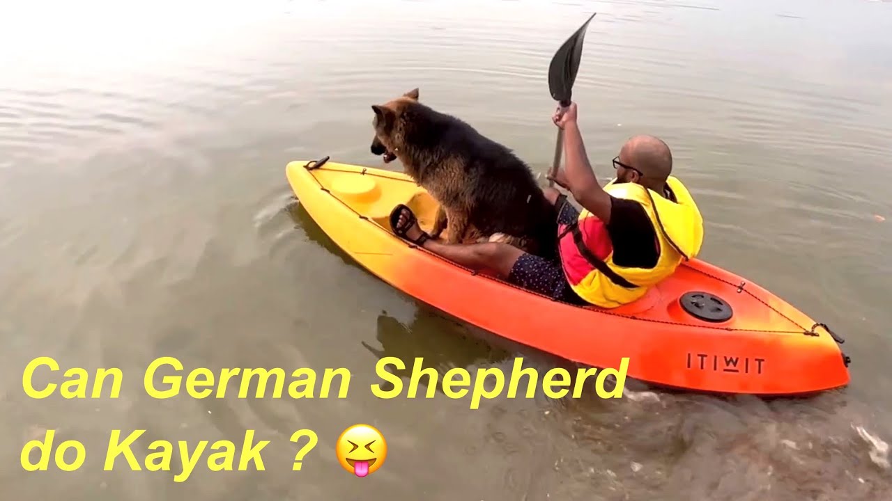 Host by a sweet family of Vadodara Travelling with German Shepherd 