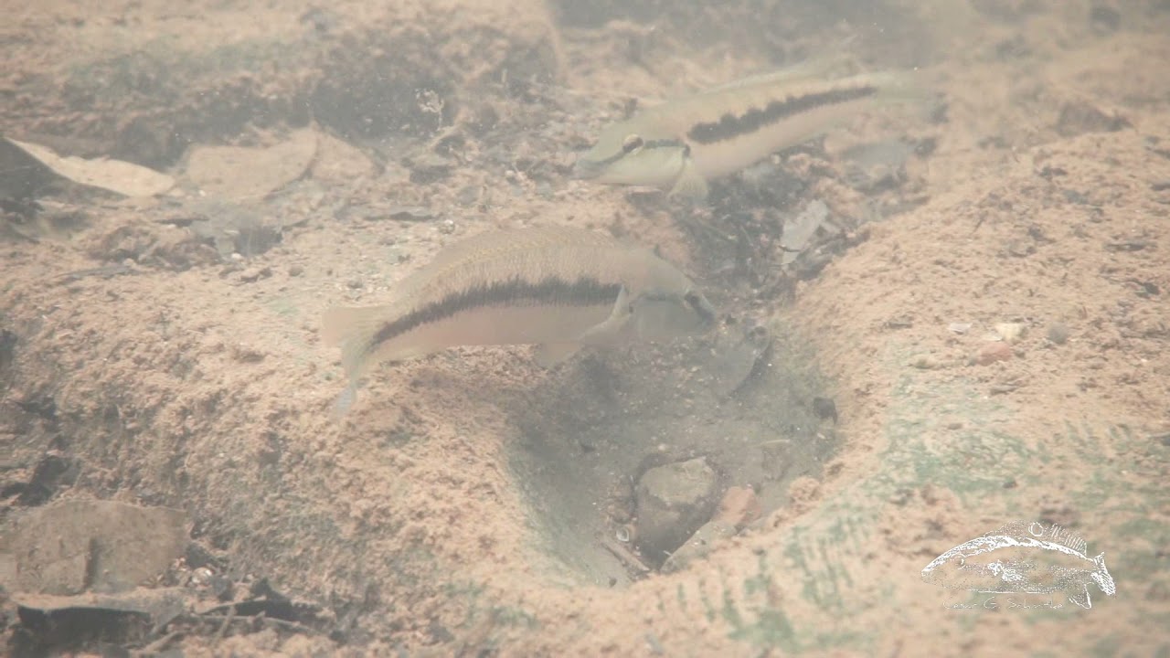 Crenicichlas del Yaboti