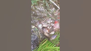 Mồi Bẫy Cá Sặc Cực Nhạy, fishing #shorts / Một Góc Miền Tây