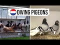Turkish Kelebek 🇹🇷 and Greek Wuta 🇬🇷 pigeons | Пикирующие голуби Келебек и Вута | Tauben |