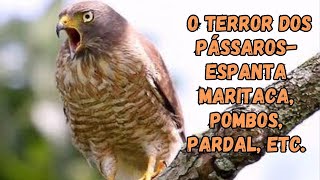 CANTO DO GAVIÃO CARIJÓFAZ SUMIR NA HORA MARITACAS, POMBOS, PARDAL, PERIQUITOS, ROLINHAS, ETC.