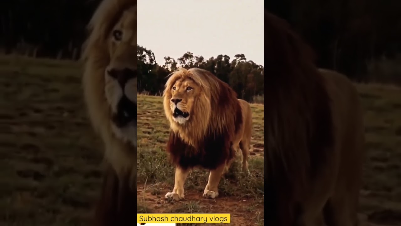 Roar vs growling  #tiger #roar #lion #growling