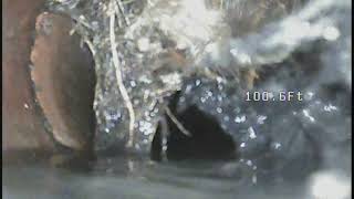 Sewer Inspection: roots, part 2 by Green's Plumbing Co 109 views 4 years ago 5 minutes, 2 seconds