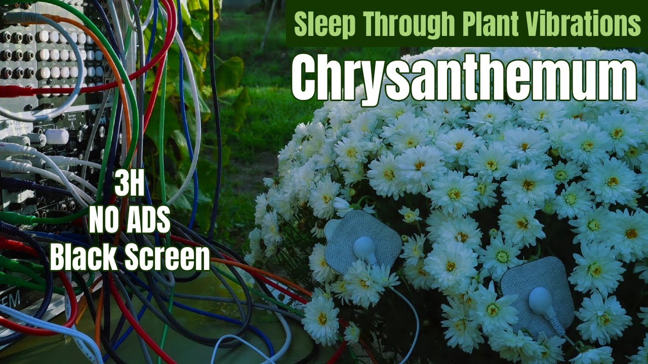 3 Hours Of Chrysanthemum Frequencies – 432Hz Plant Music For Deep Healing