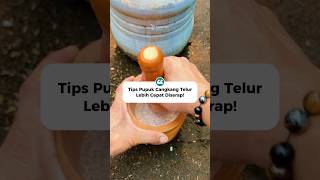 Tips Pupuk Cangkang Telur Lebih Cepat Diserap Tanaman 🌿