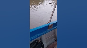 Cá cóc loài cá thịt siêu ngon #short#từhuyvlogs #fishing #fish #automobile